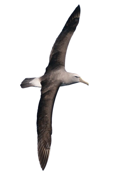 An image of an albatross in flight